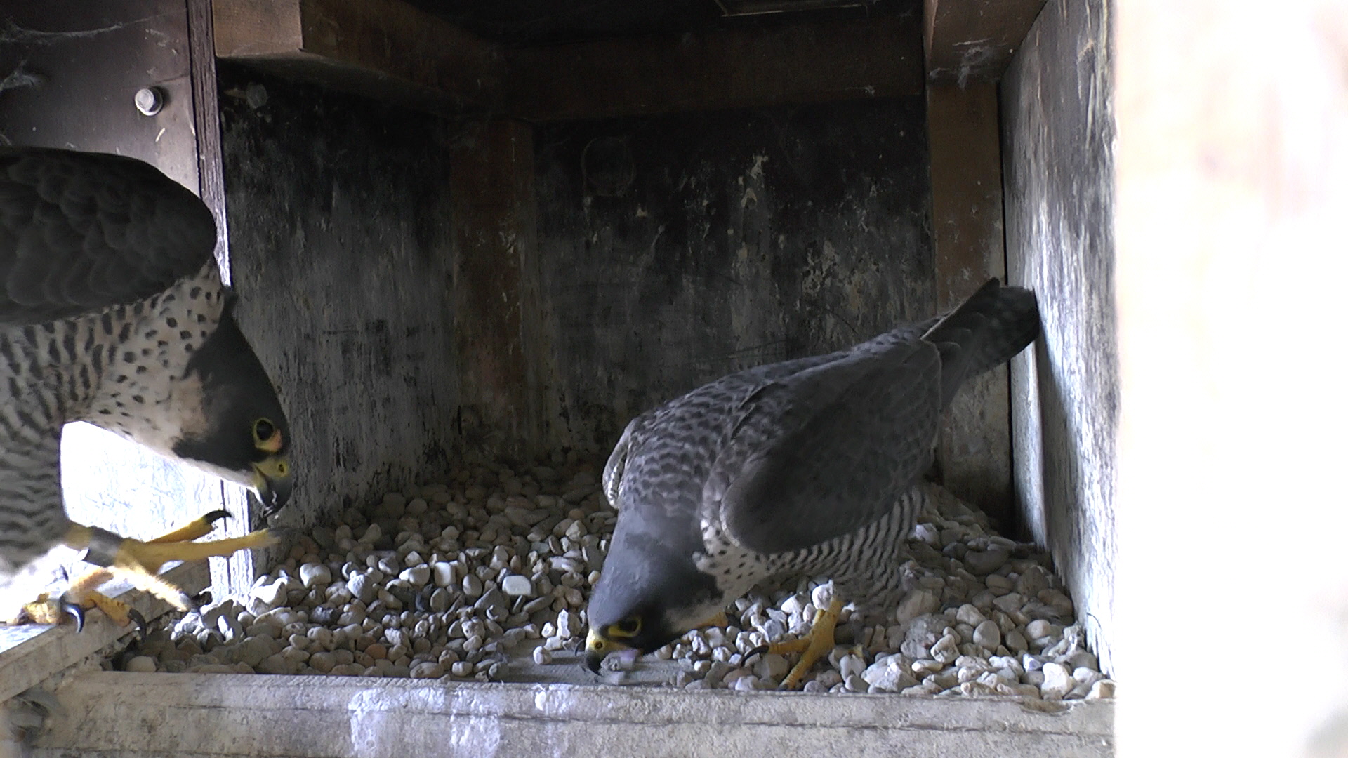 Das beringte neue Weibchen wird zum Brutplatz gelockt Februar 2019