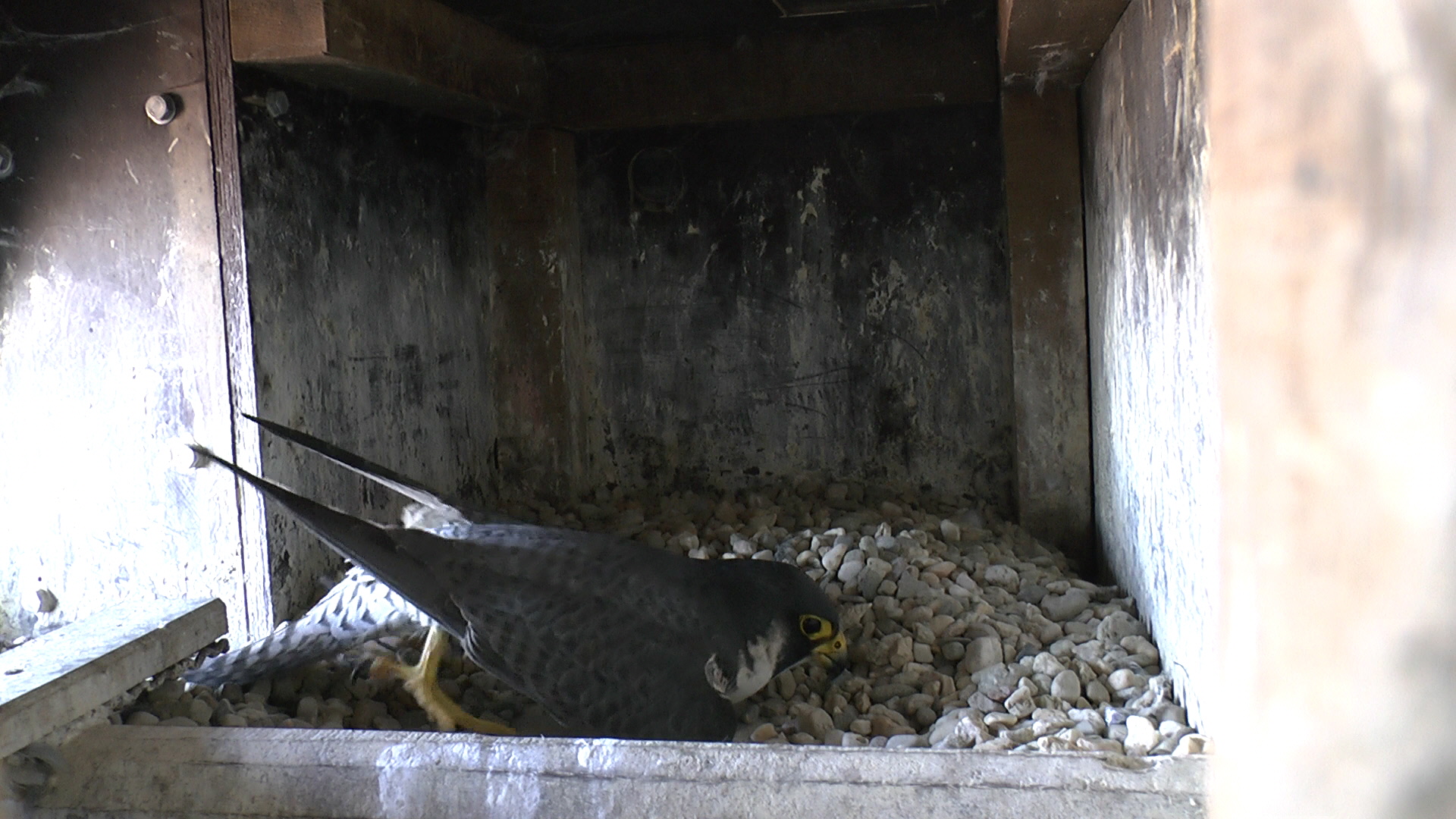 Terzel bereitet Brutplatz für erstes Weib Februar 2019