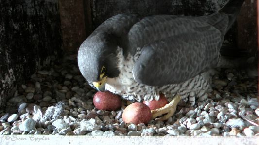 Weibchen wendet die Eier