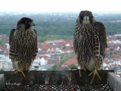 Größenunterschied Weibchen(rechts) Männchen(links) 