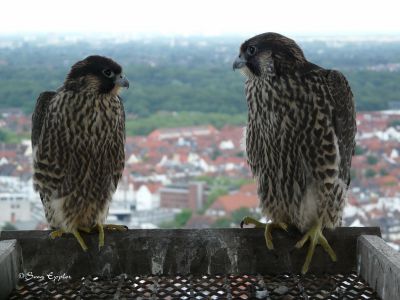 Zwei Junge Wanderfalken über Bremen