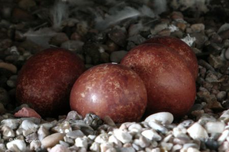 4 Eier kurz vor dem Schlupf
