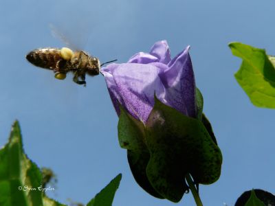 Biene im Anflug auf Glockenblume