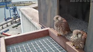 Junge Turmfalken im zweiten Zuhause