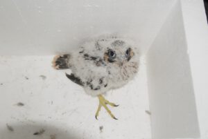 Der Kleine Terzel in Vorbereitung zum beringen